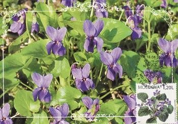 2081 - Moldova 2009 - carte maxima foto