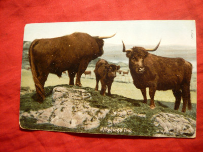 Ilustrata- Tauri Scotieni - Highland 1910,cu 1 pence rosu Eduard VII foto