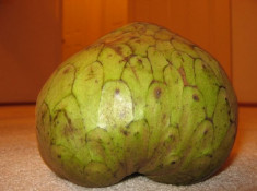 Rare * ?Annona Cherimola Gigant- Fruct exotic miraculos * 5 seminte/plic foto