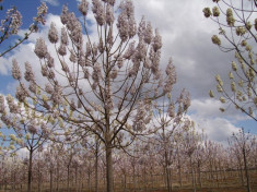 Paulownia tomentosa ? paulovnia, arborele antitantari ? 4 lei foto