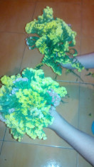 flori uscate(flori de pai,imortele-limonium,statica) foto