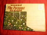 Carnet vechi 9 Ilustrate color -Flora -Muntii Poconas SUA, Necirculata, Printata