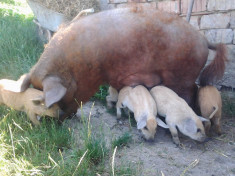 Scroafa cu purcei rasa MANGALITA foto