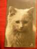Ilustrata- Fotografie - Pisica , circ. 1924 ,Buc.-Suceava, Circulata