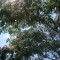 Copac de matase/copacul Mimosa (Albizia julibrissin) (20 seminte)