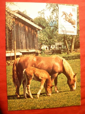 Maxima Cai - timbru 1964 foto