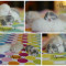 Pui Exotic Shorthair (Persana cu par scurt) cu pedigree