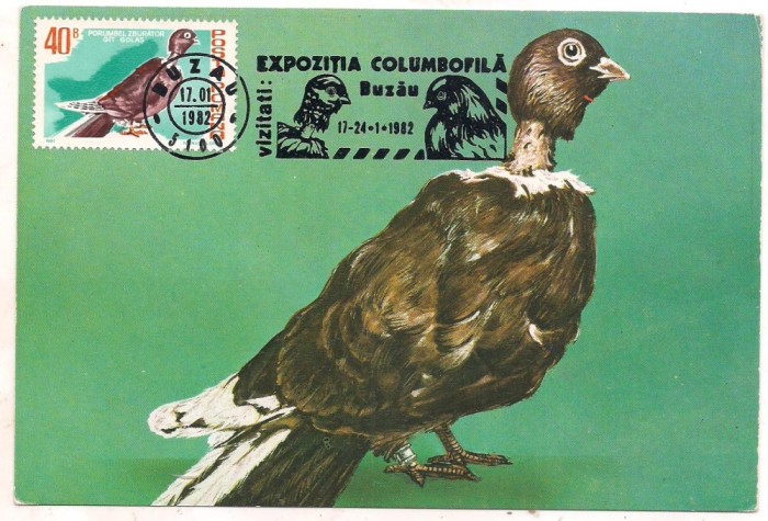 % ilustrata maxima- Porumbelul zburator Gat Golas