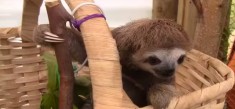 Vand pui de lenes (Bradypus variegatus) origine Brazilia foto