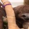 Vand pui de lenes (Bradypus variegatus) origine Brazilia