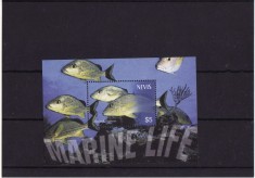 NEVIS 2003 FAUNA MARINA foto