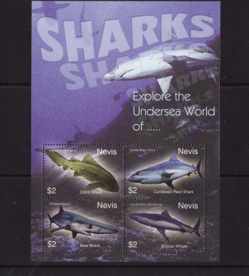 NEVIS 2004 FAUNA MARINA RECHINI foto