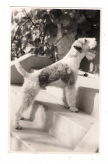 Foto veche 1963 - 14X9cm - CAINE - TERRIER - 2+1 gratis - RBK8804 foto