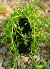 Planta BRAHMI-BACOPA( centella asiatica) sau planta memoriei fara varsta foto