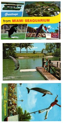 MIAMI , SEAQUARIUM ,DELFIN , NECIRCULATE foto