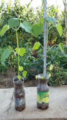 Puieti Paulownia peste 45 cm foto