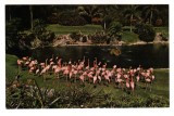 MIAMI , FLAMINGO ,USA , AMERICA
