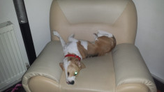 beagle femela foto