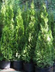 Thuja Smaragd 140-160, C35 foto