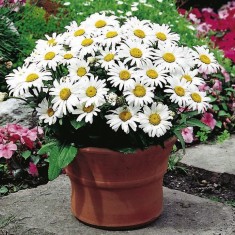 Margarete pitice albe foto