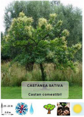 Castan comestibil foto