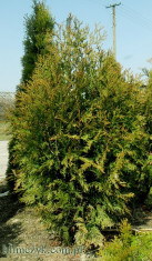 Thuja plicata Kornik foto