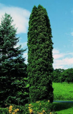 Thuja Columna foto