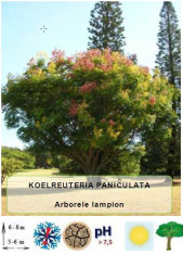 Arborele lampion foto