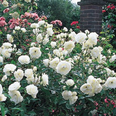 Trandafir floribund alb foto