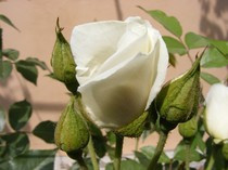 Trandafir teahibrid alb la ghiveci foto