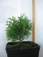 Thuja Danica foto