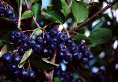 Aronia foto