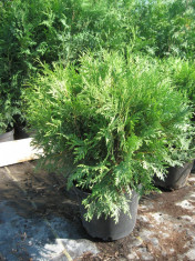 Thuja Little Champion foto