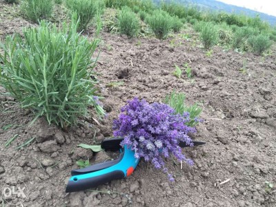 Vand Flori Lavanda Proaspata Sau Uscata Arhiva Okazii Ro