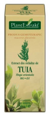 Extract din mladite de tuia (THUJA ORIENT.) foto