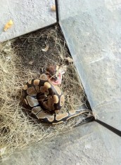 vand piton regal foto