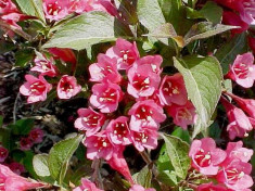 WEIGELA - Weigela florida foto