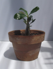Planta tanara de Trandafirul Desertului (Adenium Obesum) foto
