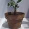 Planta tanara de Trandafirul Desertului (Adenium Obesum)