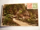 Ilustrata TCV Noua Zeelanda - Wellington -Gradina Botanica