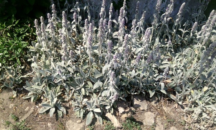 Seminte de urechea mielului (Stachys byzantina) (50 seminte) foto mare Seminte de urechea mielului (Stachys byzantina) (50 seminte) foto mare