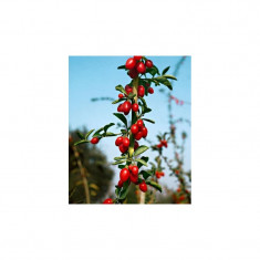 arbust fructifer GOJI; planta + ghiveci; aclimatizat in Romania; din acest an foto