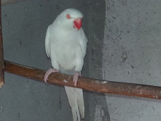 Papagal Micul Alexandru alb foto