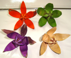 Plante naturale uscate - wild lily - diverse culori foto