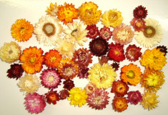 Plante naturale uscate - Capete de flori de paie - culori mixte foto