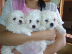 Bichon( 2 baieti albi) foto