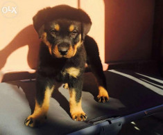 Pui femela Rottweiler foto