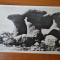 Carte postala - Anii 50 - Muntii Bucegi - Babele