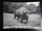 Carte postala - Amintire din Tara Hategului - zimbru