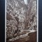 Carte postala - Vedere - Sepia - Cheile Bicazului